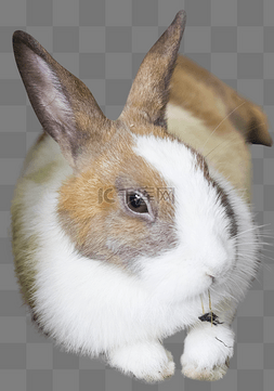 紫色长耳朵兔子图片_长耳朵兔子动物