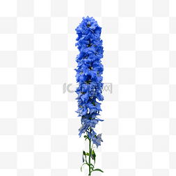 飞燕草风景花卉蓝色花瓣