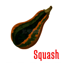 冬秋天的图片_冬南瓜的成熟南瓜蔬菜图标，带有