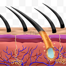 美发头发毛囊剖面图
