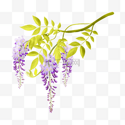 紫藤花水彩植物紫色花卉