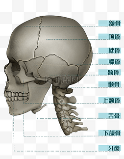 人体医疗医学头骨结构