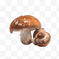 手绘蘑菇香菇图片_卡通手绘菌菇香菇