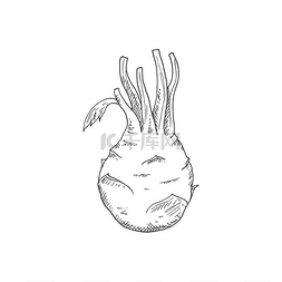 天坛素描素描图片_科利拉比卷心菜隔离草图矢量蔬菜