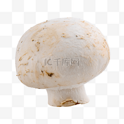 白蘑菇有机野生口菇