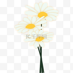 白雏菊图片_白色春天植物花朵小雏菊花束