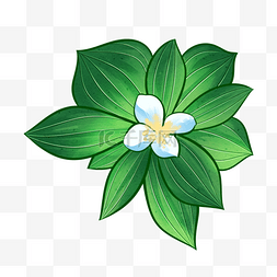 卡通茱萸图片_白色花蕊加拿大国花草茱萸