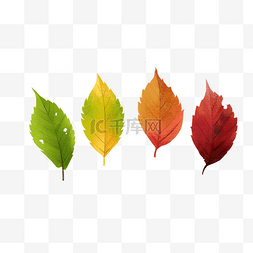 秋季落叶图片_秋季植物树叶变化