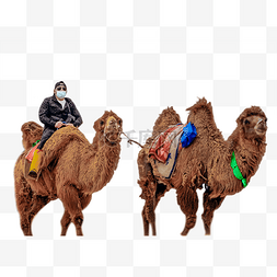 骆驼人物驼队