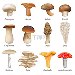 逼真的蘑菇、可食用和不可食用的蘑菇植物。