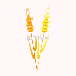 小麦穗背景图片_两个黄色和金色的小麦穗隔离在白