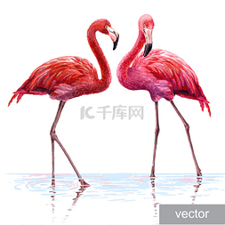 火烈鸟卡通手绘图片_多彩的粉红色的火烈鸟