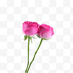 粉色玫瑰植物新鲜红色