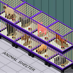 猫庇护所等距背景与动物在笼子里