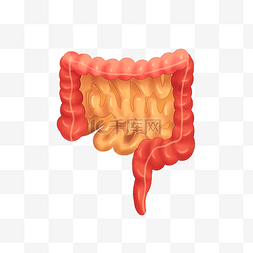 人体器官肠道
