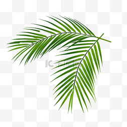 ai素材植物图片_棕榈叶绿色户外植物