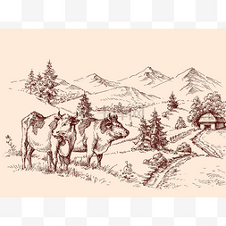 过度放牧图片_奶牛放牧牛的农场绘图、 乳品标