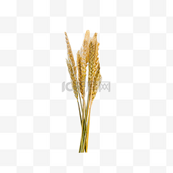 小麦黄色粮食谷物