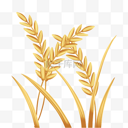 金色麦穗图片_金色麦子麦穗
