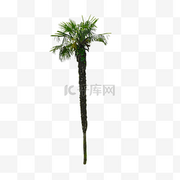 热带树木图片_棕榈丛林热带森林植物