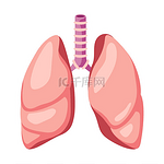 肺部内部器官示意图人体解剖学医疗保健和医学教育图标肺部内部器官示意图人体解剖学健康护理和医疗图标