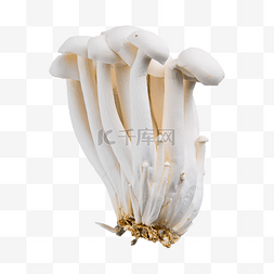 白玉蘑菇 白蘑菇 营养健康