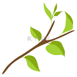 绿叶树枝的插图春天或夏天的树枝