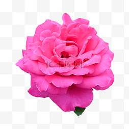 玫瑰特写自然装饰花束