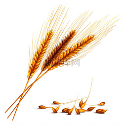 大麦穗和谷物与收获和农业符号逼