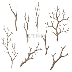 冬天的植物图片_一组干枯的光秃秃的树枝。