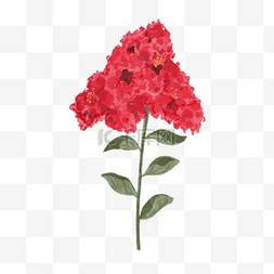 红色植物花朵绿叶图片_紫薇花水彩风格红色