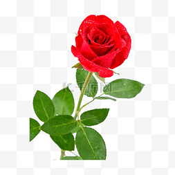 自然红色玫瑰