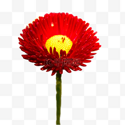 红色小雏菊