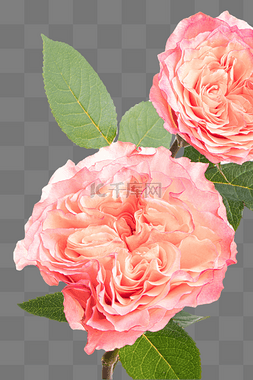 玫瑰壁纸图片_玫瑰鲜花文艺春天