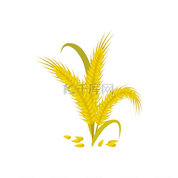 小麦和谷物的耳朵分离出金色的角