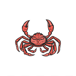 红蟹孤立的动物与钳子卡通素描图