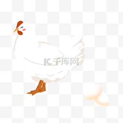 卵生动物白鸡