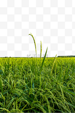 绿色稻谷图片_绿色水稻农田稻田