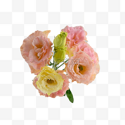杂交玫瑰图片_洋桔梗户外颜色植物