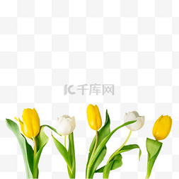 白色黄色郁金香花束