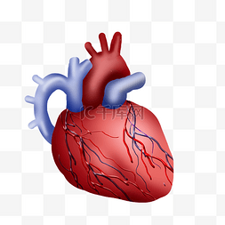 人体器官组织图片_人体器官内脏心脏