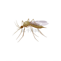 人类灭绝图片_蚊子图标或昆虫寄生虫、害虫防治