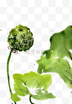 淡雅植物图片_绿色的莲蓬水墨