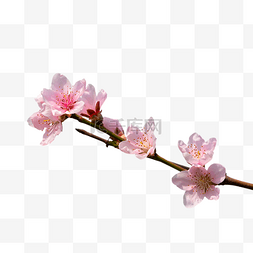花开枝头图片_春天植物粉色桃花花枝