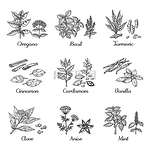 手绘香料香草和蔬菜素描元素牛至姜黄豆蔻罗勒和薄荷向量干根印度食用香料手绘香料香草和蔬菜素描元素牛至姜黄豆蔻罗勒和薄荷矢量印度食品