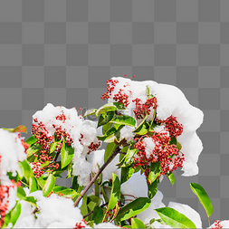 冬天冬季白雪包裹植物红色果实