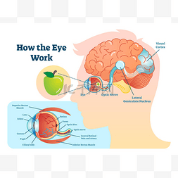 怎么眼睛工作医学例证, 眼睛脑子