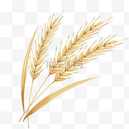 弯弯的麦穗图片_麦子小麦麦穗