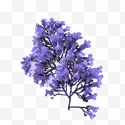 紫色蓝花楹
