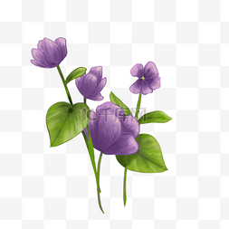 紫色花卉插画图片_紫罗兰花朵植物插画